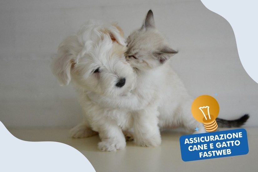 Assicurazione Cane E Gatto Fastweb: Come Funziona?